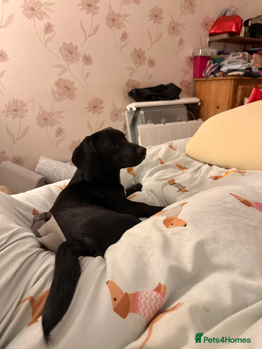 Mixed Breed dogs for sale: Puppy - Advert 5