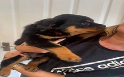 Rottweiler dogs for sale: Rottweiler chunky Puppies *READY TO LEAVE* - Image 5