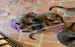 Mixed Breed dogs for sale: Stunning Belgium malinois  - Image 16