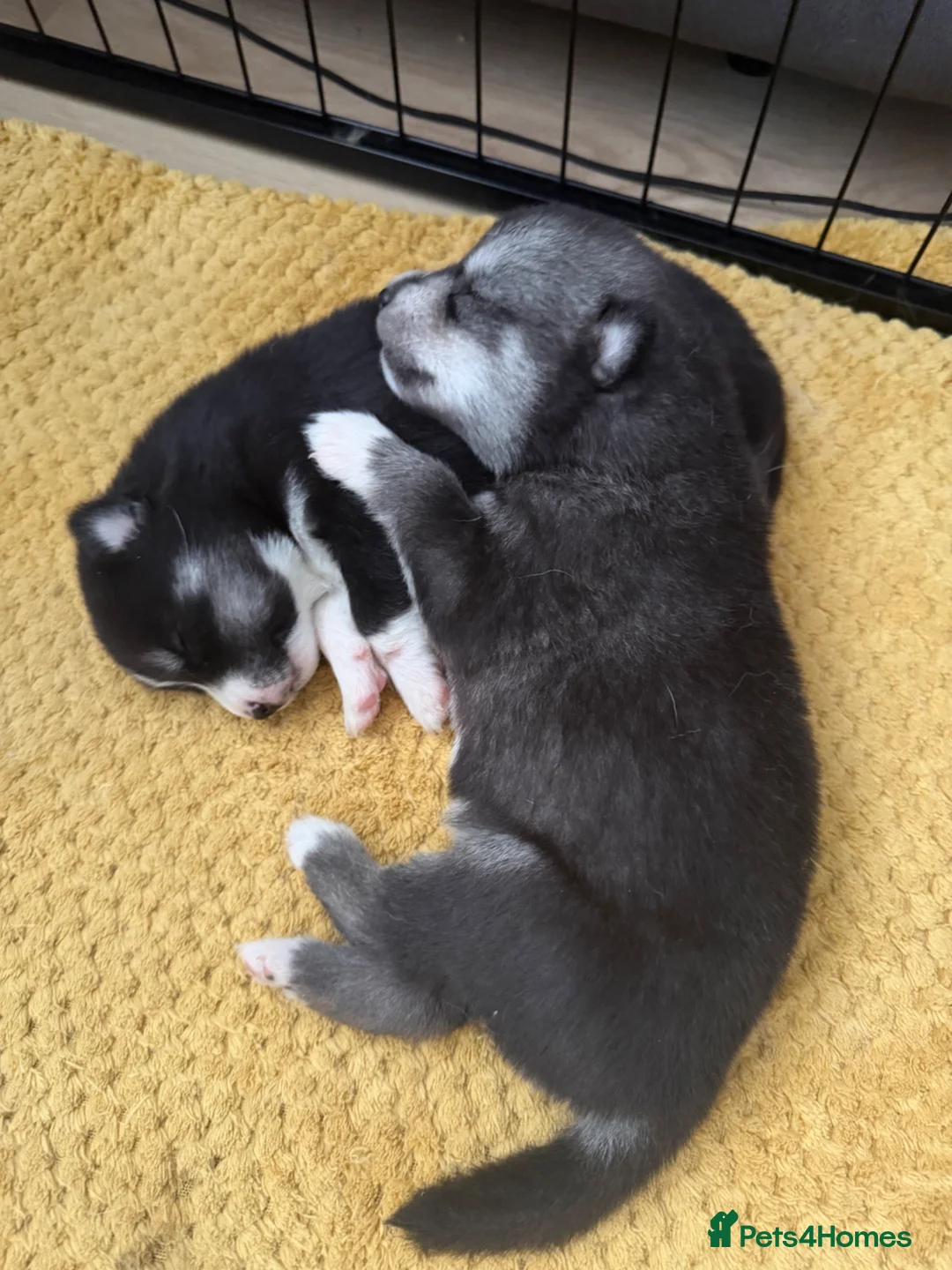 Siberian Husky dogs for sale: Siberian husky puppies - Advert 1