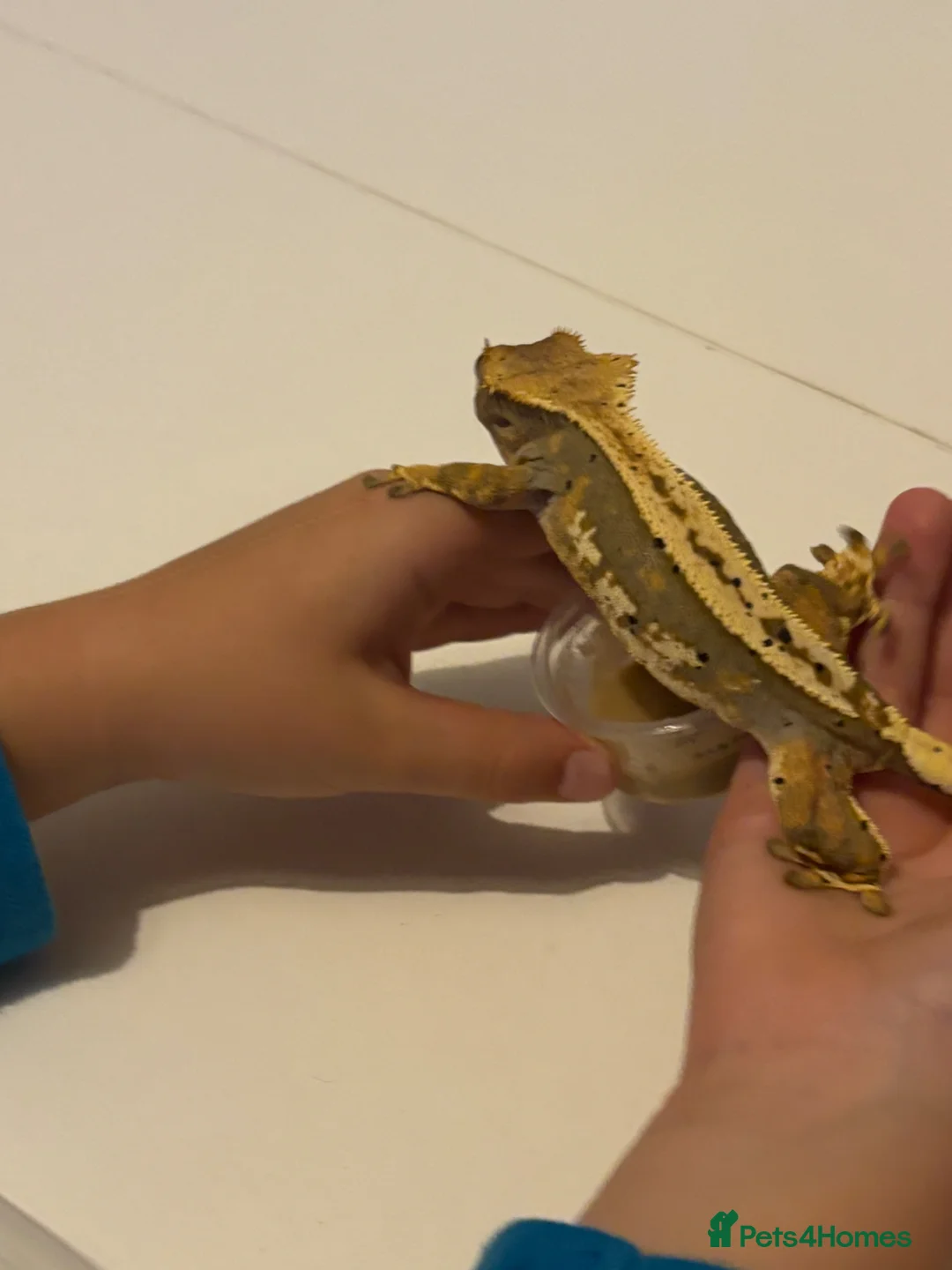 Gecko reptiles for sale: Baby crested gecko’s in Wolverhampton - Advert 7