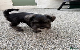Miniature Schnauzer dogs for sale: Adorable miniature schnauzers  - Image 7