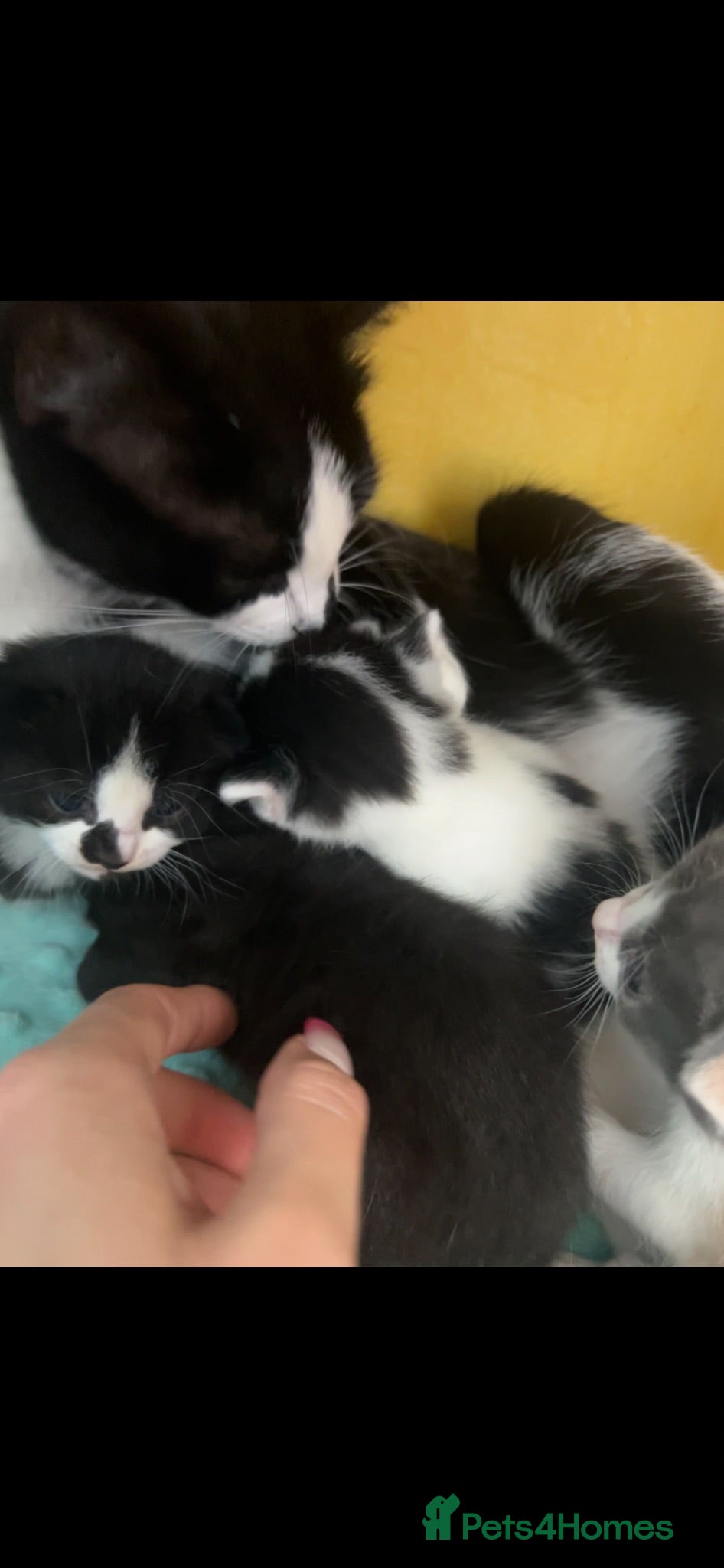 Mixed Breed cats Kittens for sale  - Advert 1