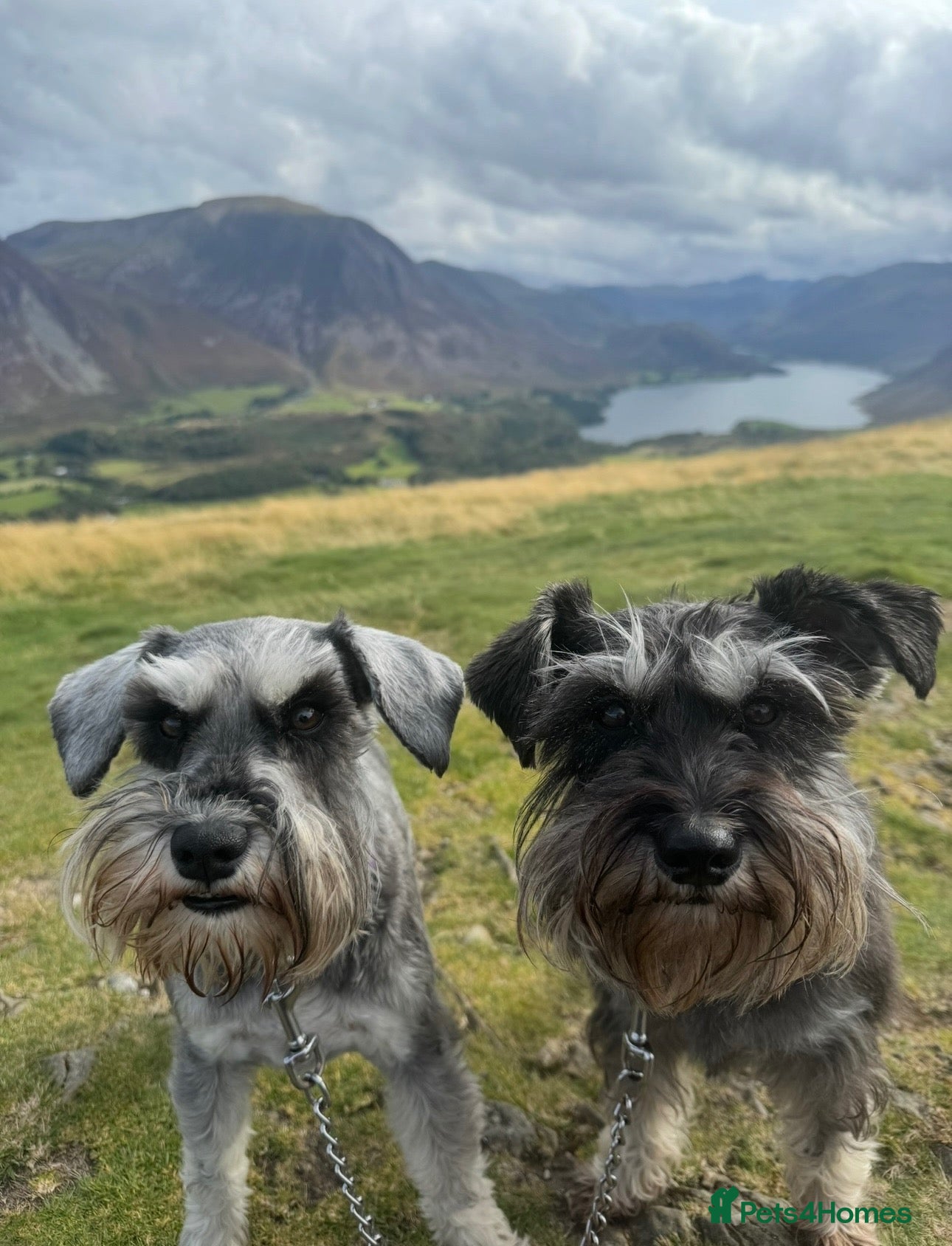 Miniature Schnauzer dogs 2 Beautiful KC Reg miniature schnauzer litters.  - Advert 1