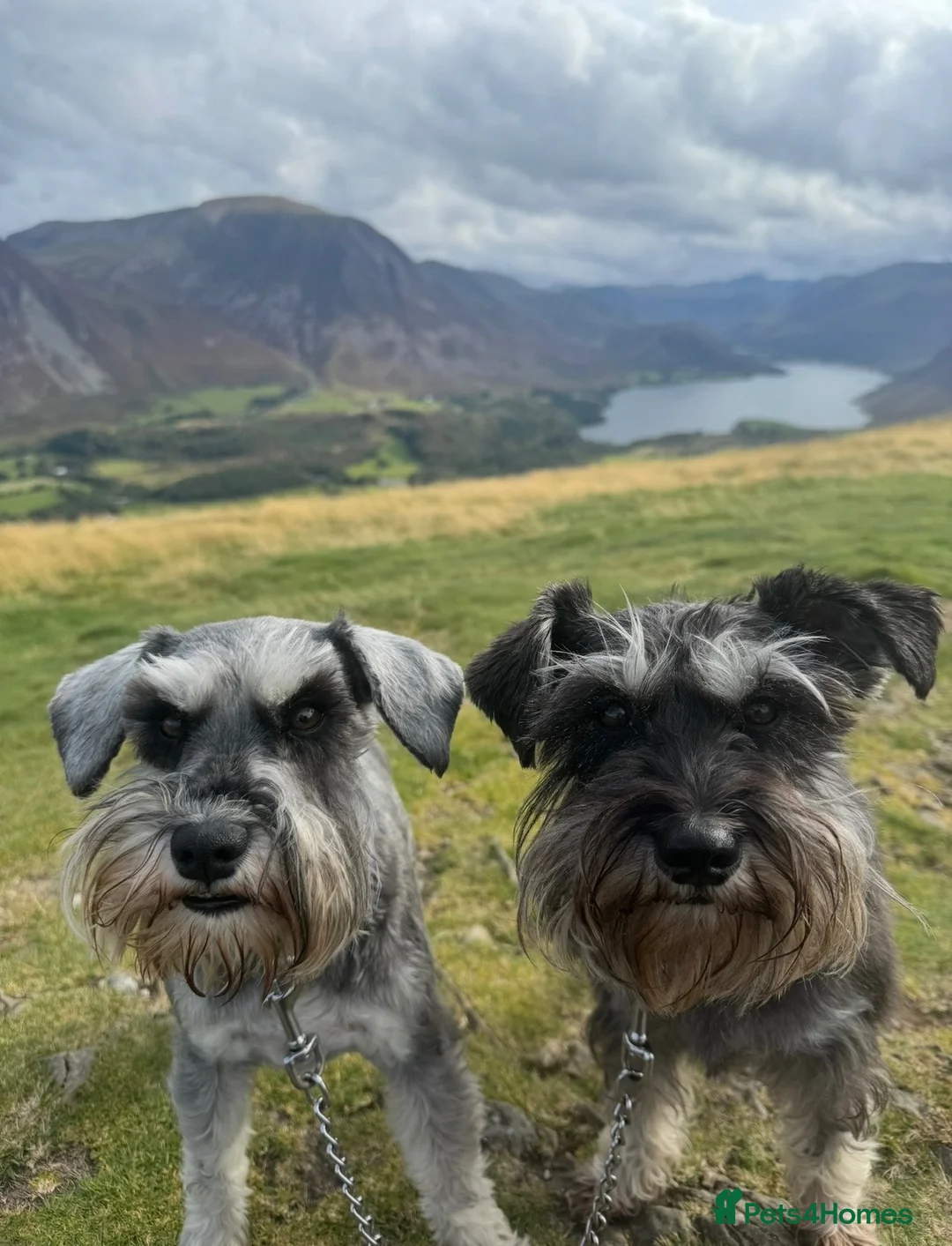 Miniature Schnauzer dogs for sale: 2 Beautiful KC Reg miniature schnauzer litters.  - Advert 1