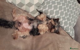 Yorkshire Terrier dogs for stud: Stud available- Miniature Yorkshire Terrier - Image 8