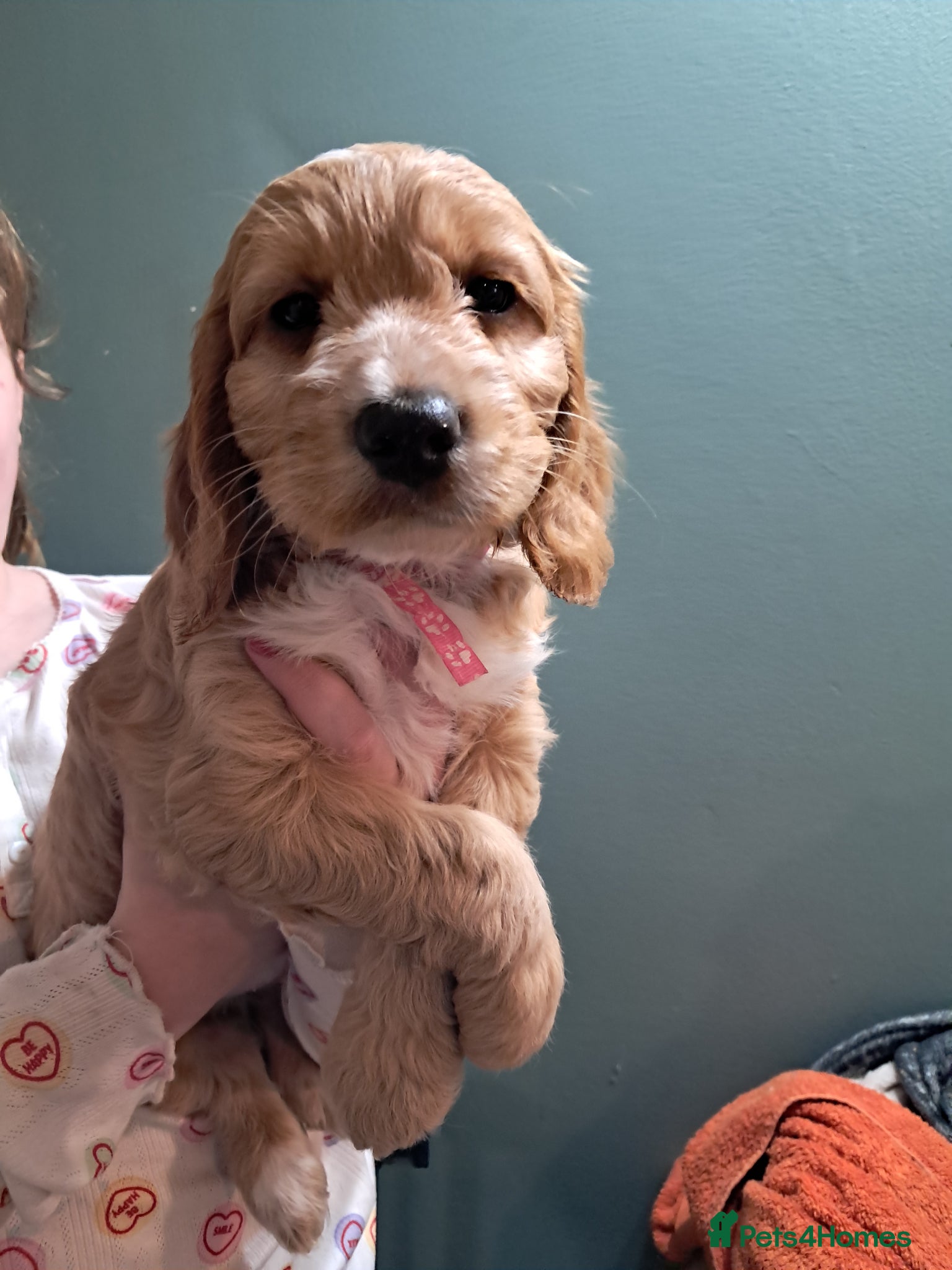 Cockapoo dogs **Only 3 girls left** F1B Red/fox red cockapoos - Advert 2