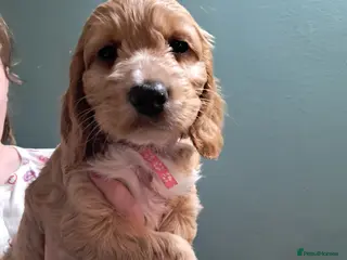 Cockapoo dogs **Only 3 girls left** F1B Red/fox red cockapoos - Advert 2