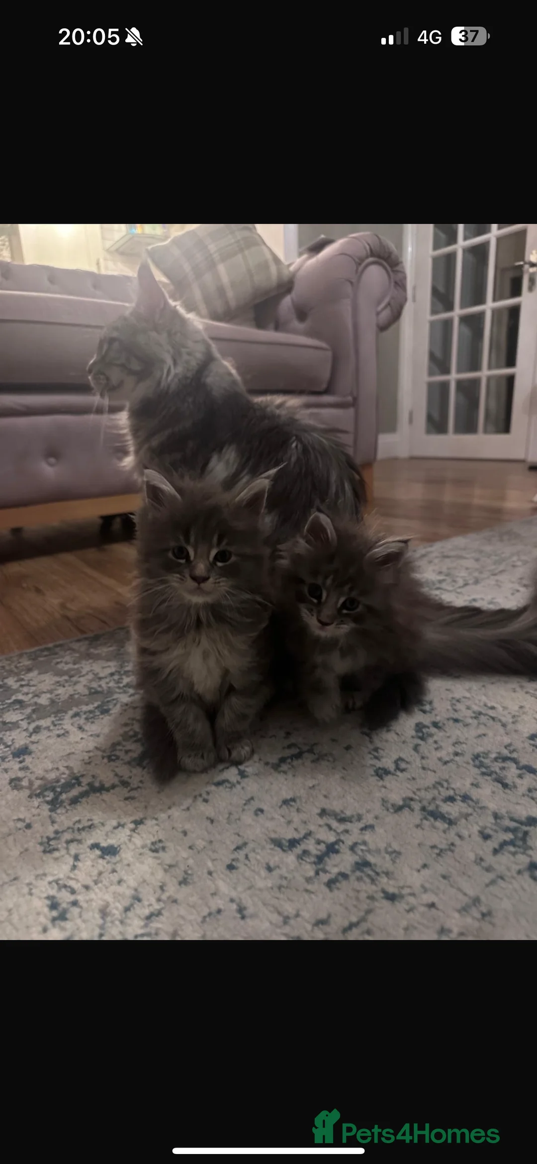 Maine Coon cats for sale: Maine Coon TICA registered✨ - Advert 10