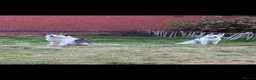 Siberian Husky dogs for sale: Siberian Huskies- Mum 4years & Daughter 10monts  - Advert 16