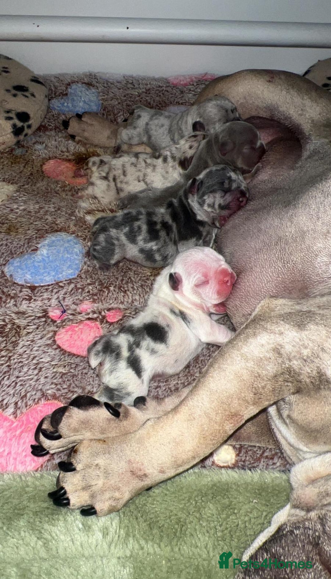 French Bulldog dogs for sale: Outstanding Frenchie Babies  - Advert 7