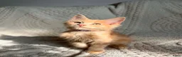 Maine Coon cats for sale: Cream Tabby Maine Coon Male Ready Now  - Advert 7