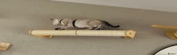 Bengal cats for sale: Beautiful sisters 11 weeks  - Advert 10
