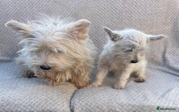 West Highland Terrier dogs for sale: West highland terrier  - Image 3