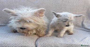 West Highland Terrier dogs - Advert 9