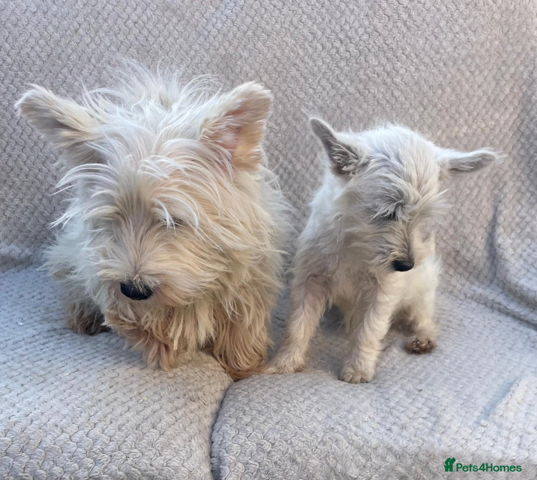 West Highland Terrier dogs for sale: West highland terrier  - Image 3