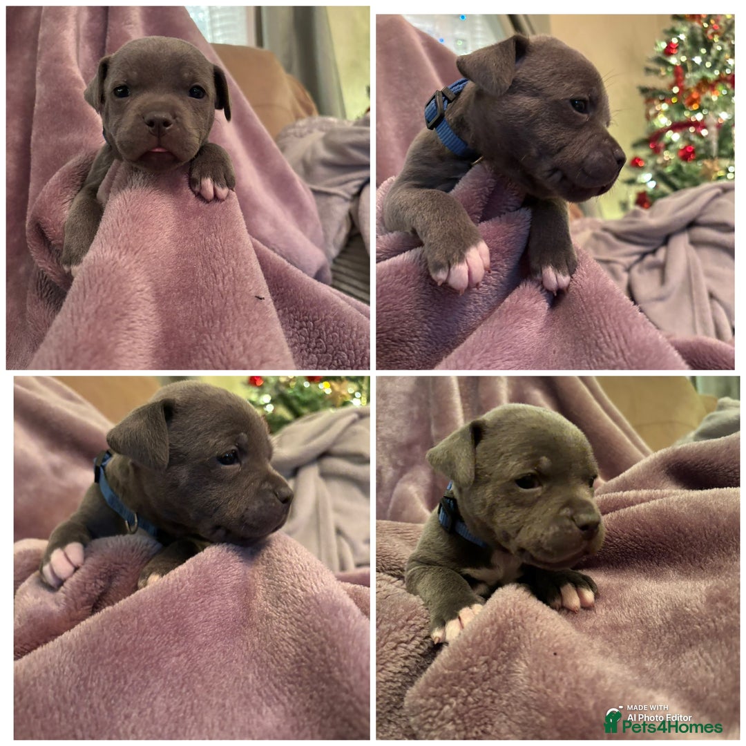 Staffordshire Bull Terrier dogs for sale: Staffordshire Bull Terrier puppies  - Advert 13