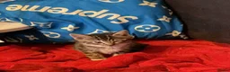 Bengal cats for sale: Kittens for sale - Advert 9
