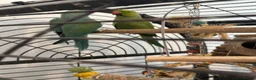 Ringnecks birds for sale: Male and Female Ringnecks in Rugeley - Advert 3
