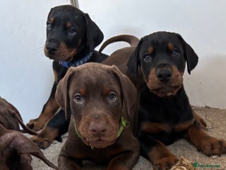 Dobermann dogs KC champion bloodline Doberman pups - Advert 1