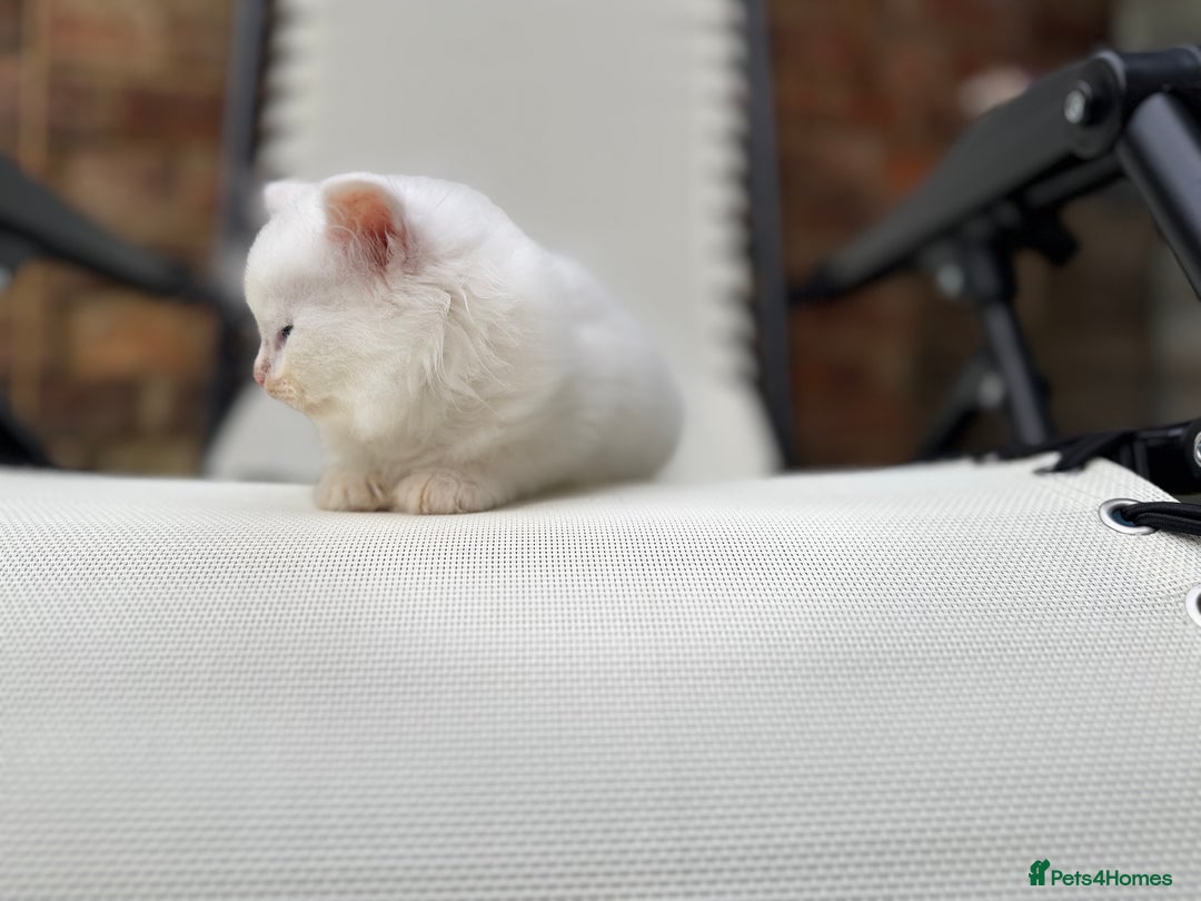 Siberian cats for sale: Pure White Siberian Boy - Image 14