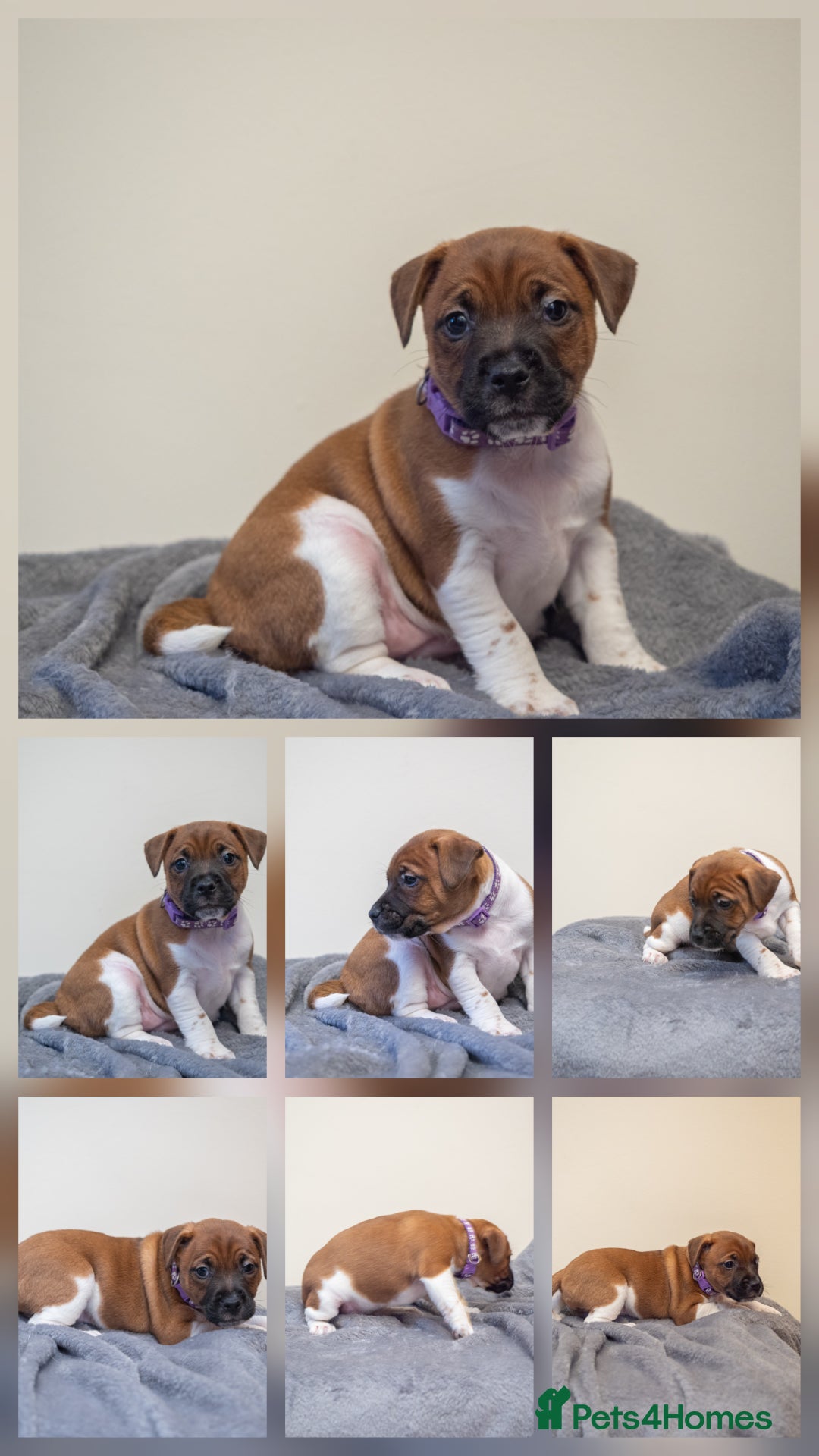 Plummer Terrier dogs for sale: Lovely Plummer Pupps - Advert 14