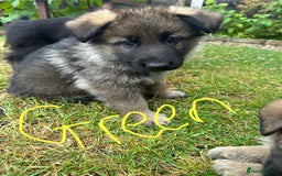 German Shepherd dogs for sale: 6 Beautiful, Healthy German Shepherd puppies in Mansfield - Image 7