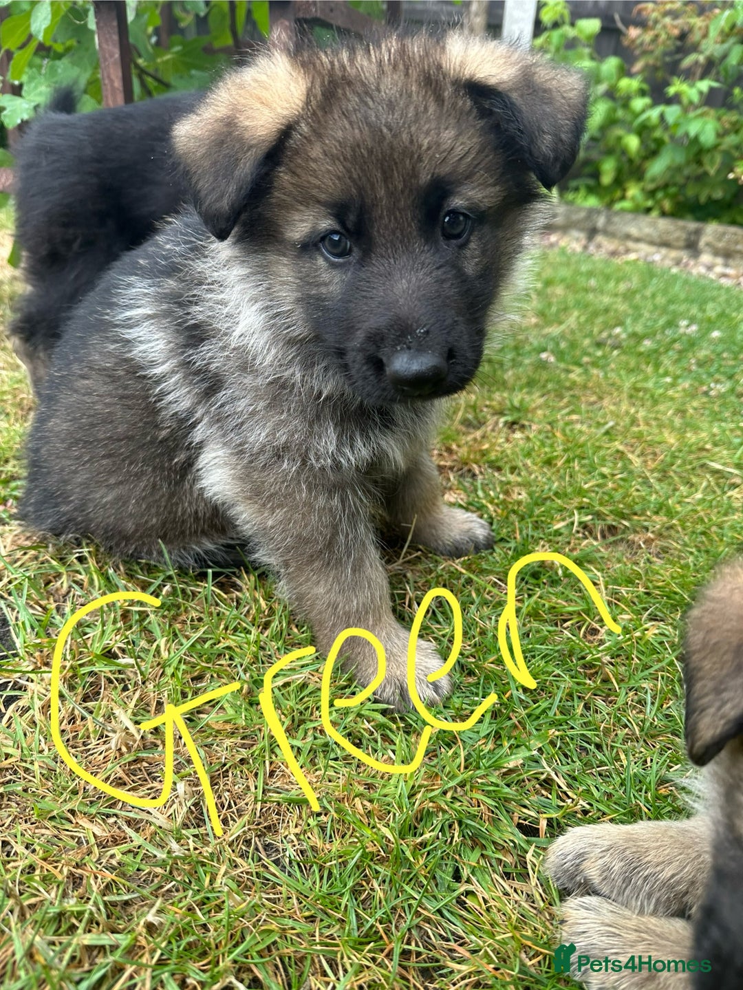 German Shepherd dogs for sale: 6 Beautiful, Healthy German Shepherd puppies in Mansfield - Image 7