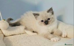 Ragdoll cats for sale: Stunning Ragdoll kittens  - Image 9