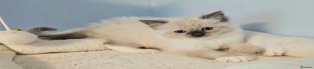 Ragdoll Kitten 2