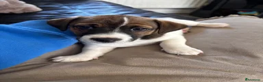 Jack Russell 1