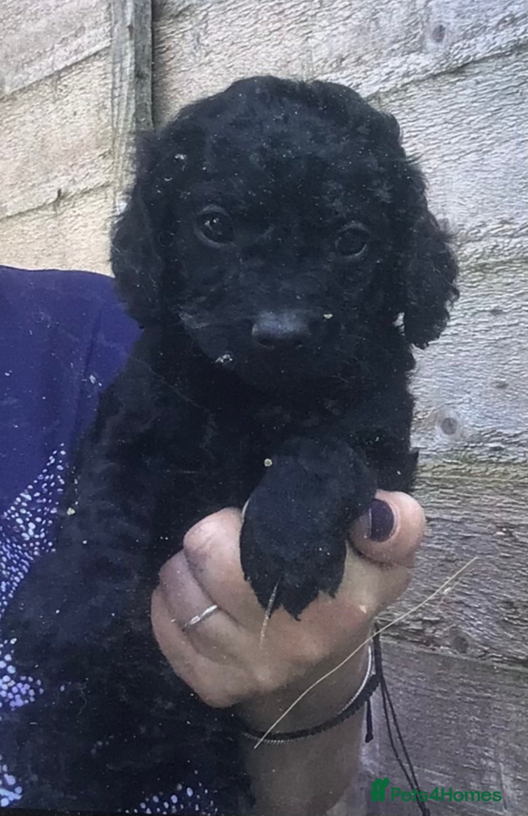 Cockapoo dogs for sale: F2B Cockapoo Puppies - Image 5