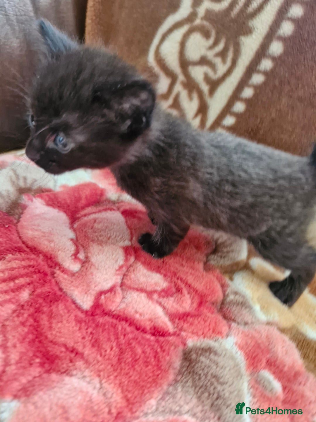 Mixed Breed cats for sale: Little kittens  - Advert 11