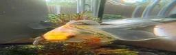 Fancy Goldfish fish for sale: Fancy Goldfish for Rehome in Guildford - Advert 7