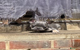 French Bulldog dogs for sale: Beautiful frenchie pups in Leeds - Image 31