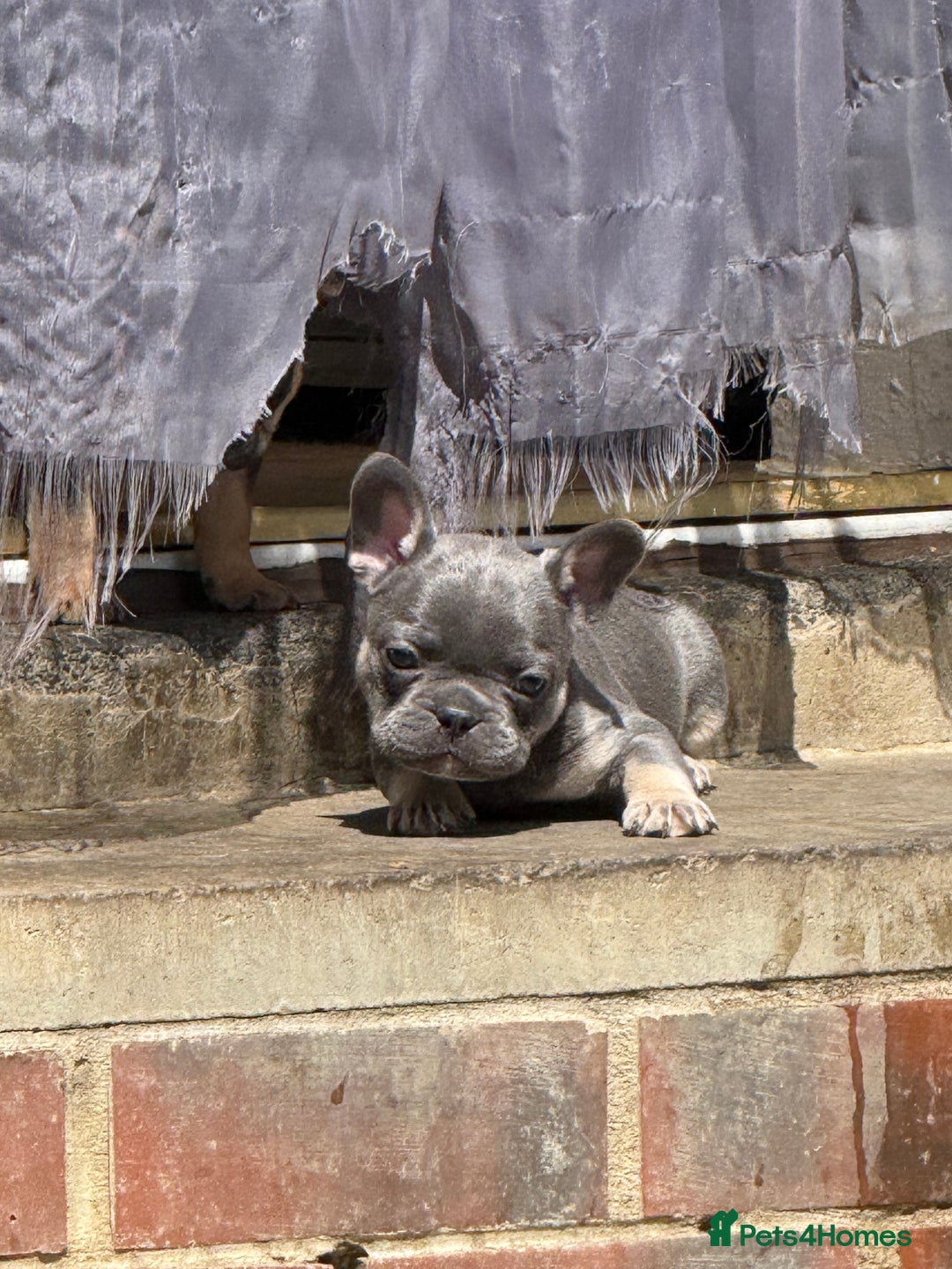 French Bulldog dogs for sale: Beautiful frenchie pups in Leeds - Image 31