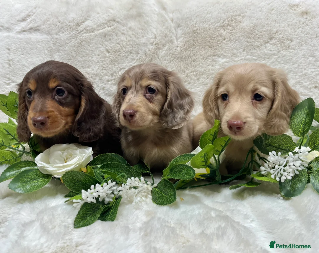 Miniature Dachshund dogs for sale: MINIATURE LONGHAIRED DACHSHUND KC REGISTERED BOYS  - Advert 7
