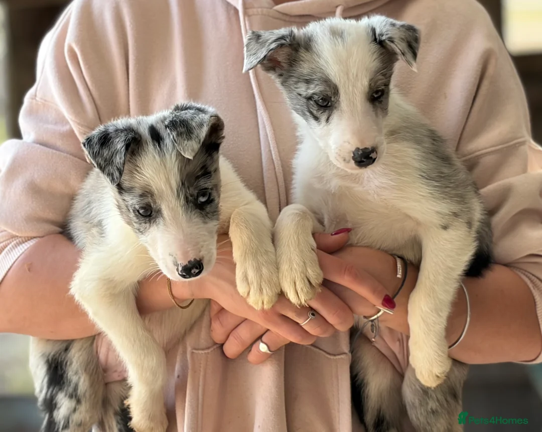 Border Collie dogs for sale: Pedigree Border collie puppies - Advert 2