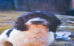 Cockapoo dogs for sale: 3 remaining Cockapoos looking for homes - Advert 18