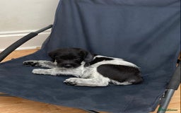 Mixed Breed dogs for sale: German wire haired pointer cross puppies - Image 16