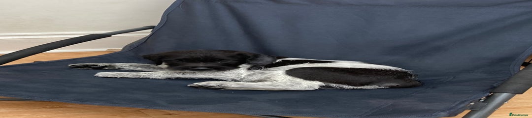 Echo