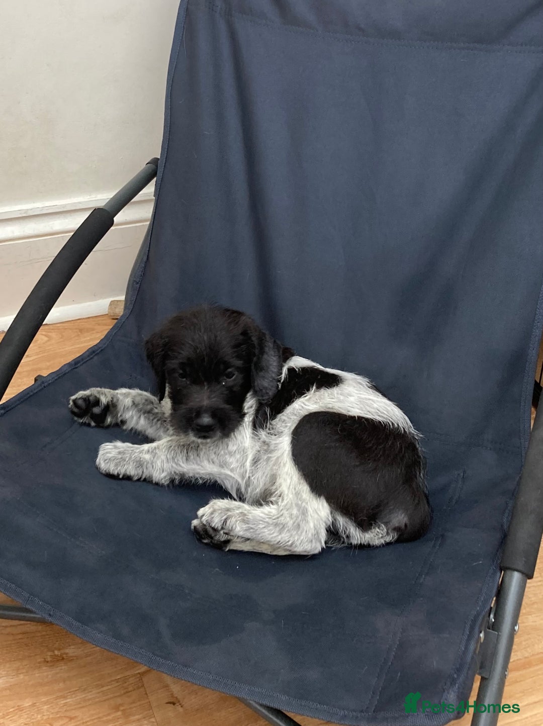 Mixed Breed dogs for sale: German wire haired pointer cross puppies - Image 16