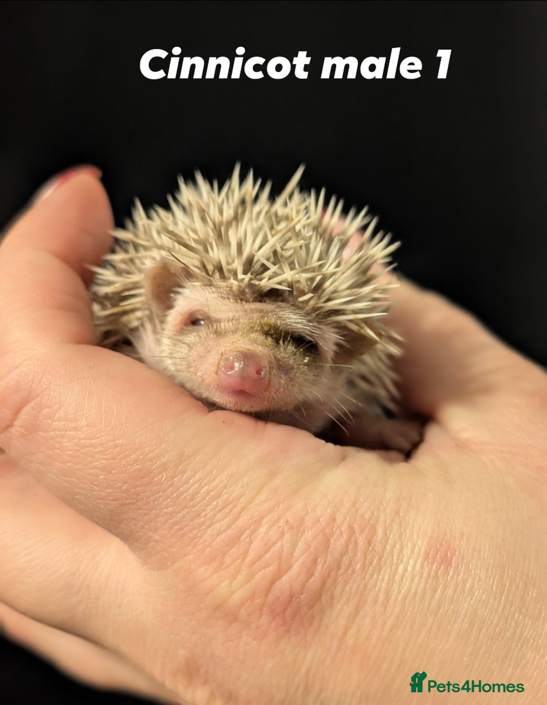Pygmy Hedgehog rodents for sale: Gorgeous APH hedgehogs  - Advert 2