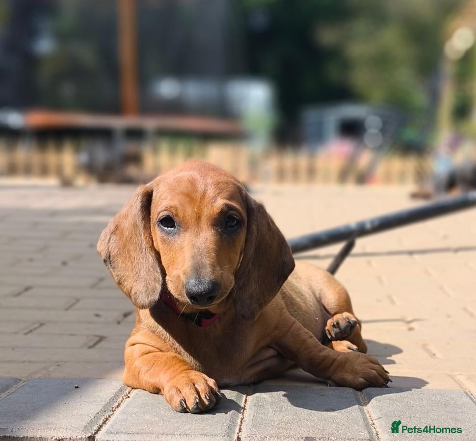 Dachshund dogs Champion Bloodline Standard Dachshund - Advert 2