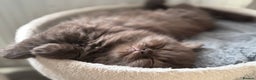 British Longhair cats for sale: Longhair chocolate male - Advert 1