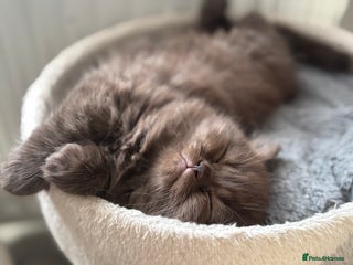 British Longhair cats Longhair chocolate male - Advert 4