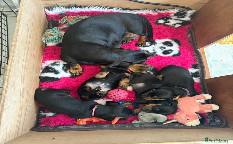 Miniature Dachshund dogs - Advert 1