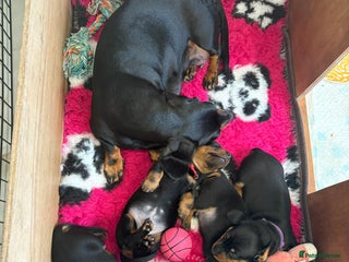 Miniature Dachshund dogs - Advert 20