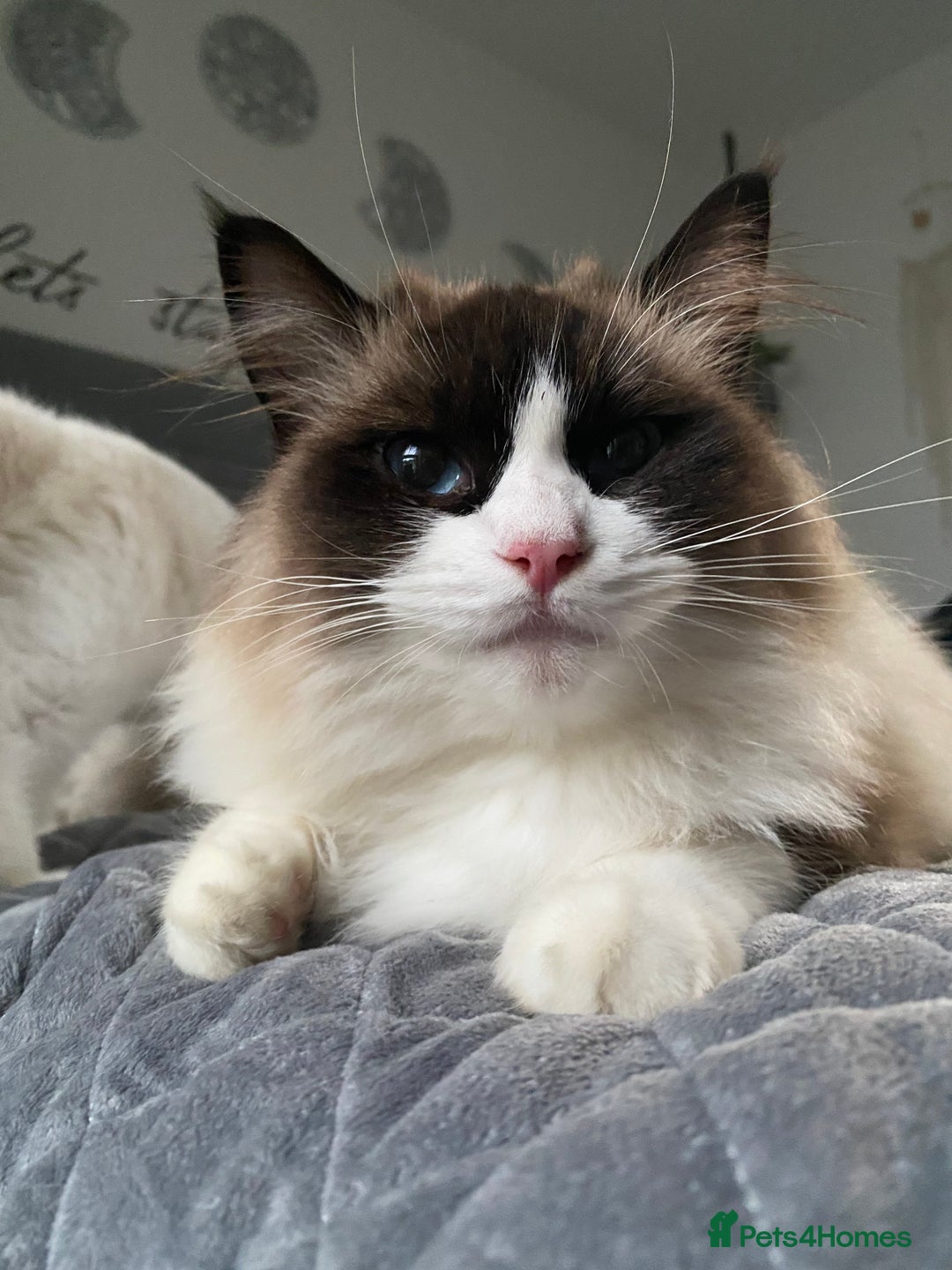 RagaMuffin cats for sale: 🐾 **Adopt Ragdoll-Shorthair Kitten!** 🐾 - Image 18