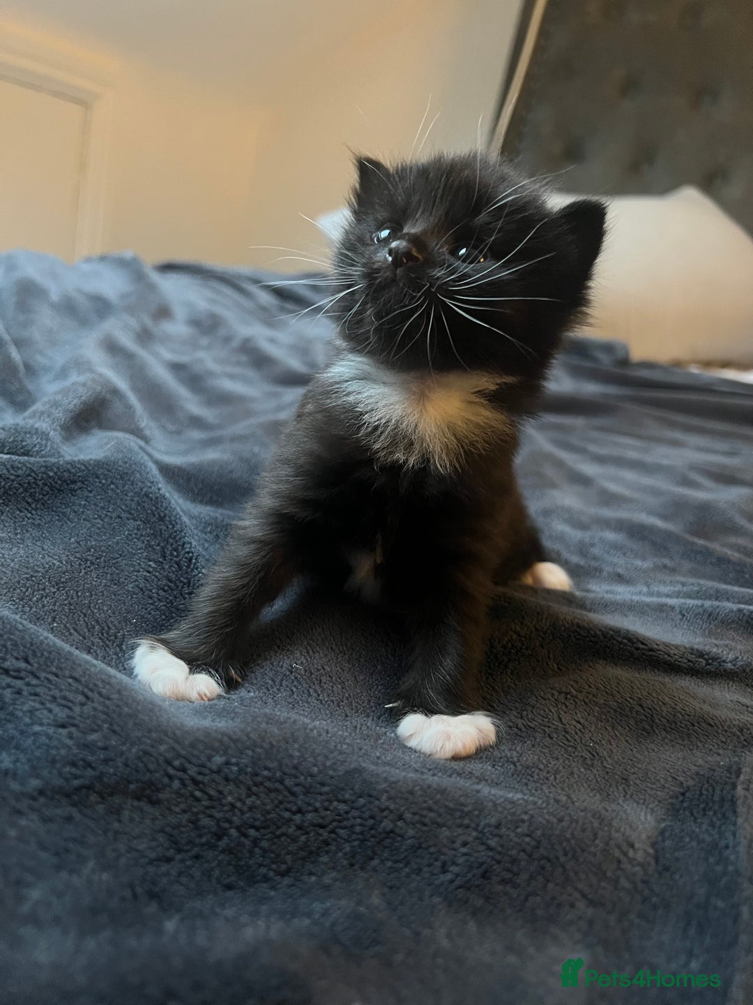 Mixed Breed cats for sale: Black and white kitten - Image 1